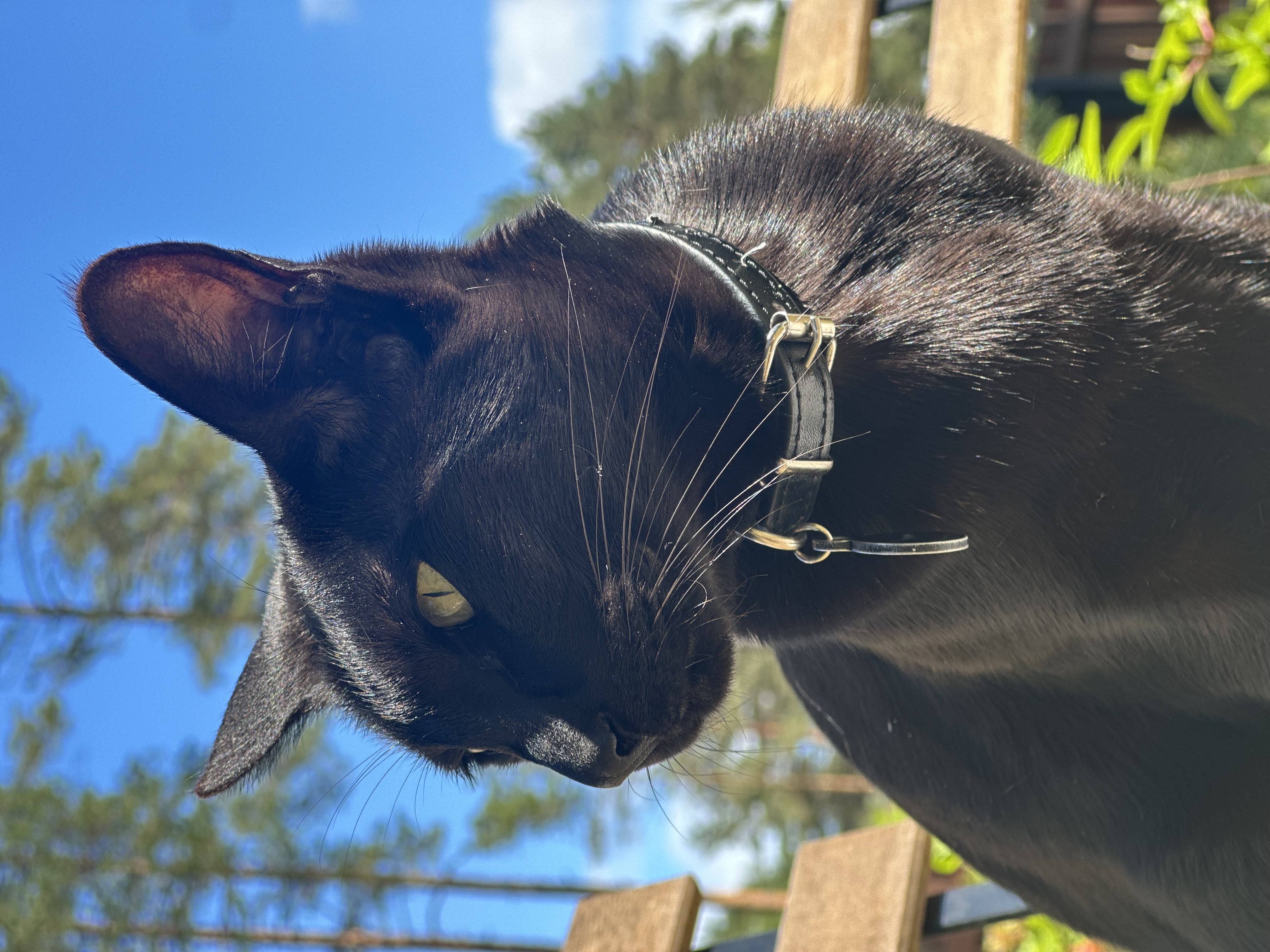 Black the cat