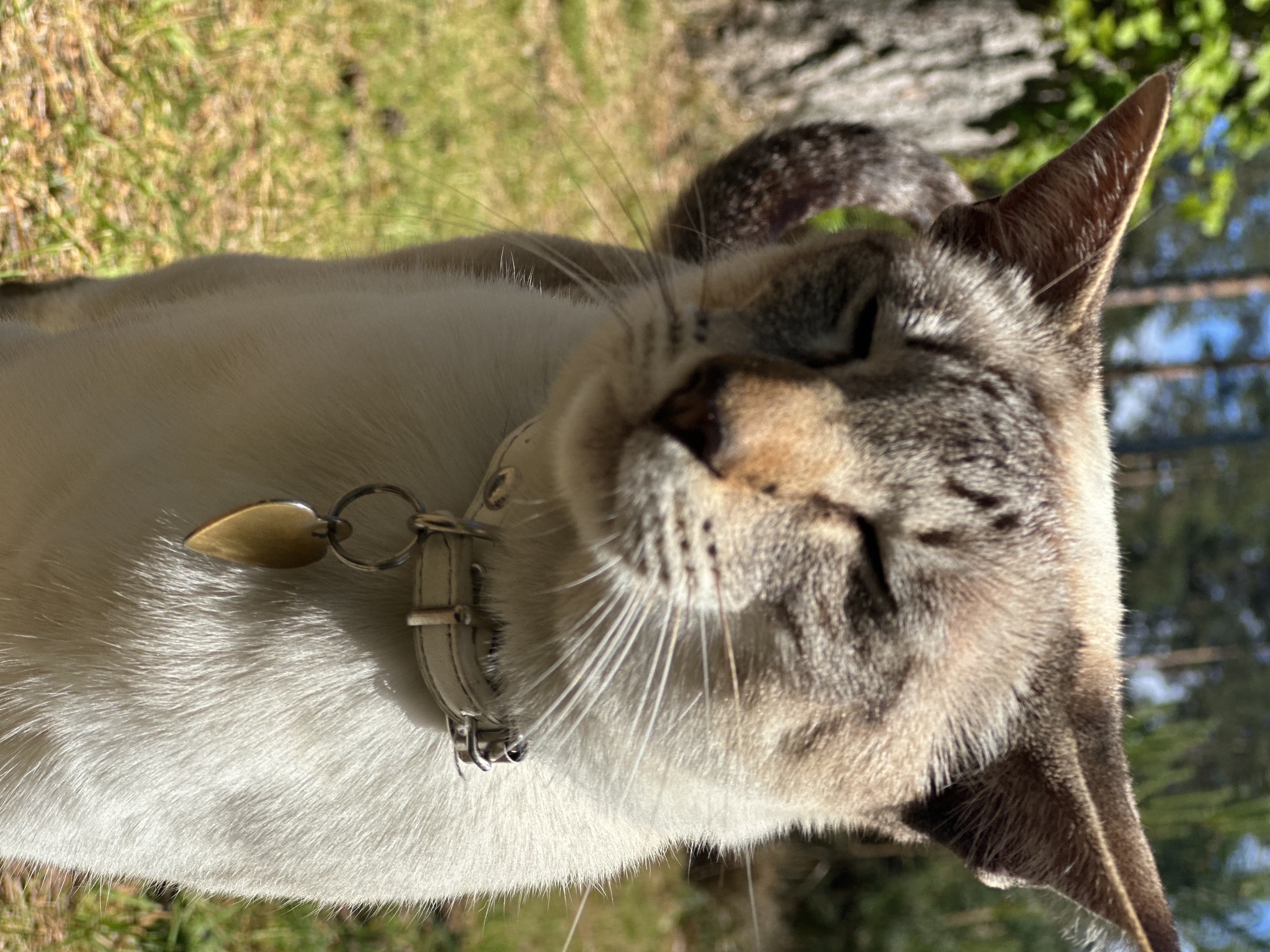White the cat